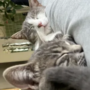 Emploi de Petsitter Chemillé-en-Anjou