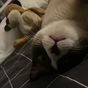 Babysitting and Dog sitting in Braga S. Vitor 