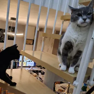 Visite à domicile pour nourrir deux chats