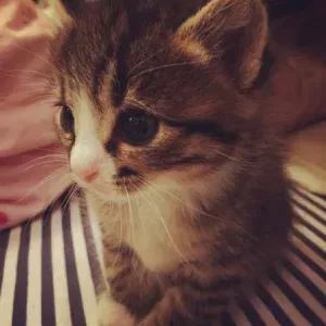 femme de ménage responsable a Orléans 