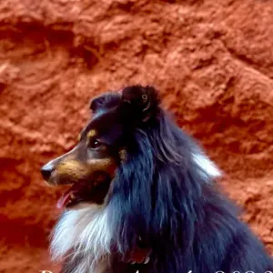 À la recherche d'un petsitter
