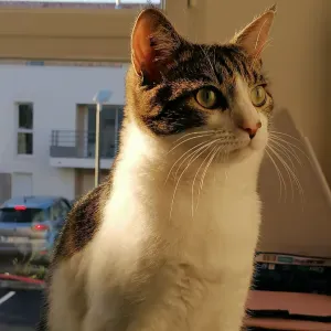 Poste pour un(e) Petsitter à Tassin-la-Demi...