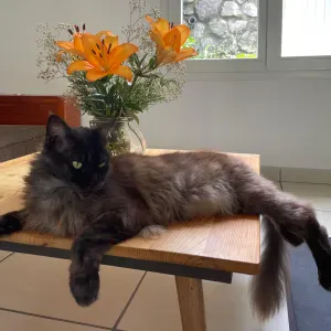 URGENT - Recherche un petsitting pour Maine Coon femelle