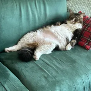 Garde chat Happy - Suresnes du 1er au 7 juin 2026