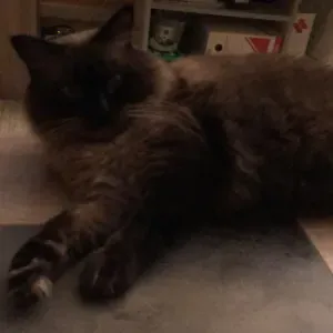 Pet-sitter pour vos animaux 