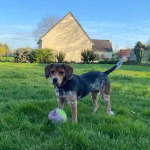 Pet-sitter pour animaux (chiens)