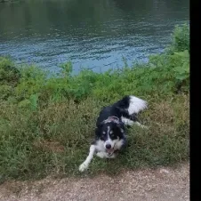 Garde d animaux a noisy le grand