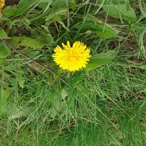 Menage et repassage a domicile 