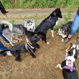 Pet Sitter chez vous -- Avec plaisir