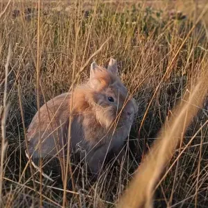 Femme de ménage toujours disponible pour vous ! 