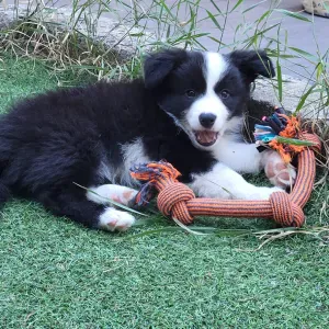 A la recherche d'un ou une petsitter