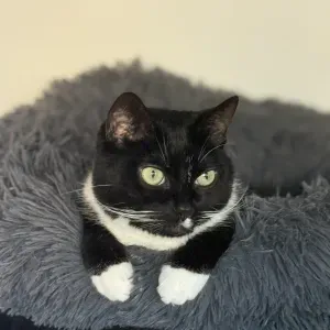 Offre d'emploi pour un(e) petsitter à Paris