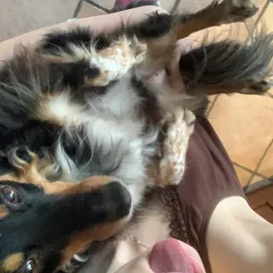 Pet Sitting a Milano zone periferia 