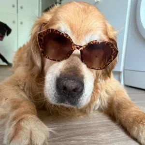 Pet sitter à Aix-en-Provence !