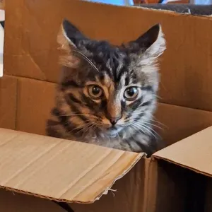 Cerco donna delle pulizie a Missaglia