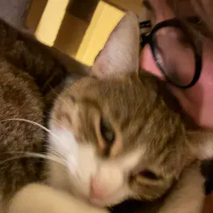 Pet sitting ad Arco/Riva del Garda