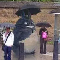 Estoy buscando un canguro en Alpedrete