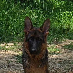 Pet-sitter Animaux 