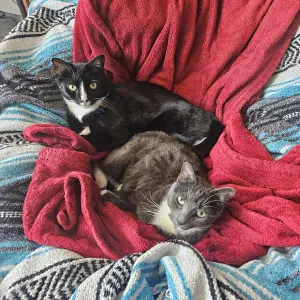 2 cats / 2x per day / 2-7 September / Central Porto