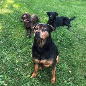 Nounou des animaux à votre service