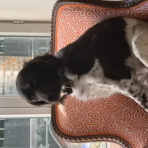 cherche garde pour mon muster lander de 3 ans 