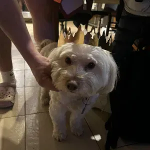 Femme de ménage à domicile Rambrouch disponible