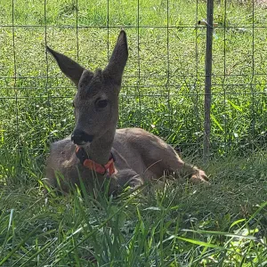 Femme de ménage sur Clairvaux d'Aveyron 
