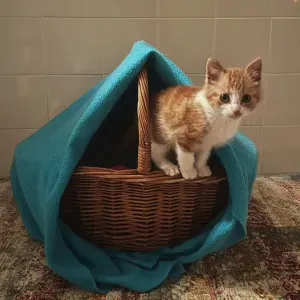 Alimentar e brincar com um gato sénior e um gato bebé