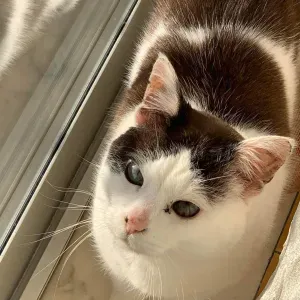 Pet sister em vila praia de âncora 