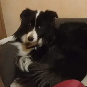 Recherche pet sitter pour visites à domicile