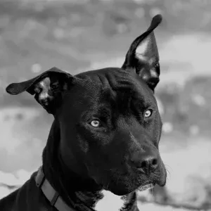 Poste de femme de ménage à Roeser