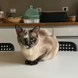 Pet sitter Paris, balade, garde