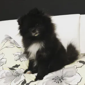 Pet sitting Canavese e nei dintorni.