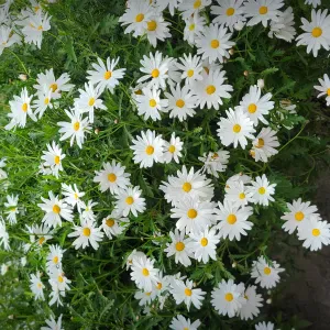 Aide à domicile auprès des personnes âgées 