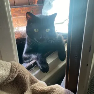 Petsitter pour vos petits compagnons à 4 pattes :) 