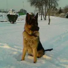 Garde de vos animaux