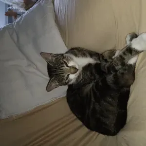 Pet-sitter - Accueil animaux de compagnie