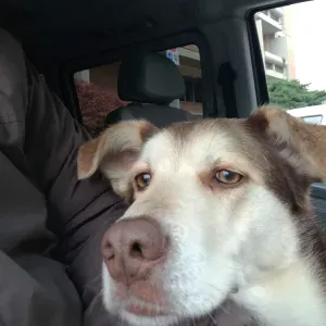 "Amore e cura a 4 zampe con Jose"