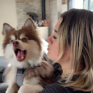 je suis pet sitter à Laigneville 
