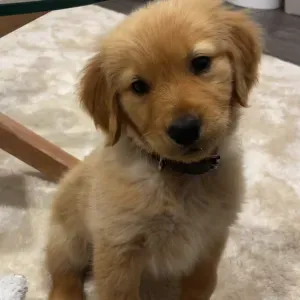 Pet sitter à Paris passionnée avec expérience ! 