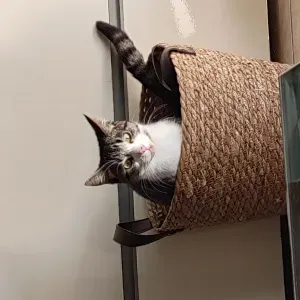 Garde de chiens – étudiant sérieux et de confiance