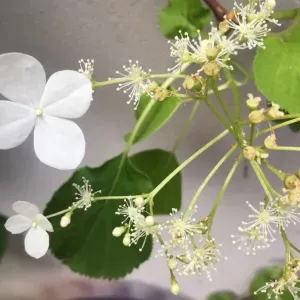 Nantes Viarme - Talensac : 4h / semaine