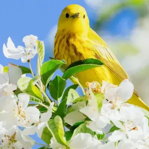 Aide a les personne, Femme de ménage et repassage 