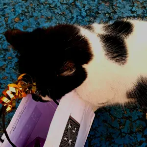 Pet-Sitter à Mons !! Je suis disponible les week-end 