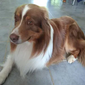 Petsitter chiens/chats