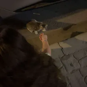 Petsitteuse à Bruxelles jette ou a proximité 