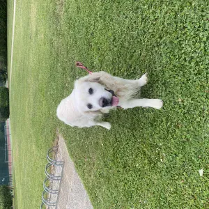 Repassage à domicile