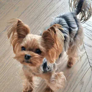 Ieskome aukles savo suniukui