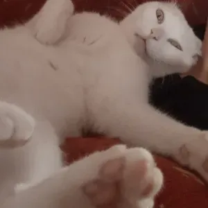 Se busca cuidador/a para gatita en Torrevieja o alrededores