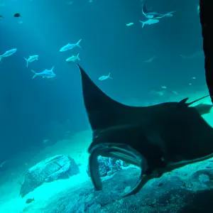 Aide a domicile 8 ans d ' experience en ash dont 4 en soins